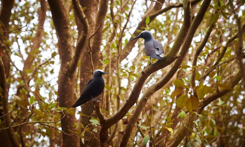 Norfolk Island Natural Wonders And Birdfinding Tour GreenEyes Tours2