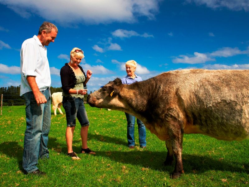 Norfolk Island Travel Centre Couple Cows Farm Tour 2