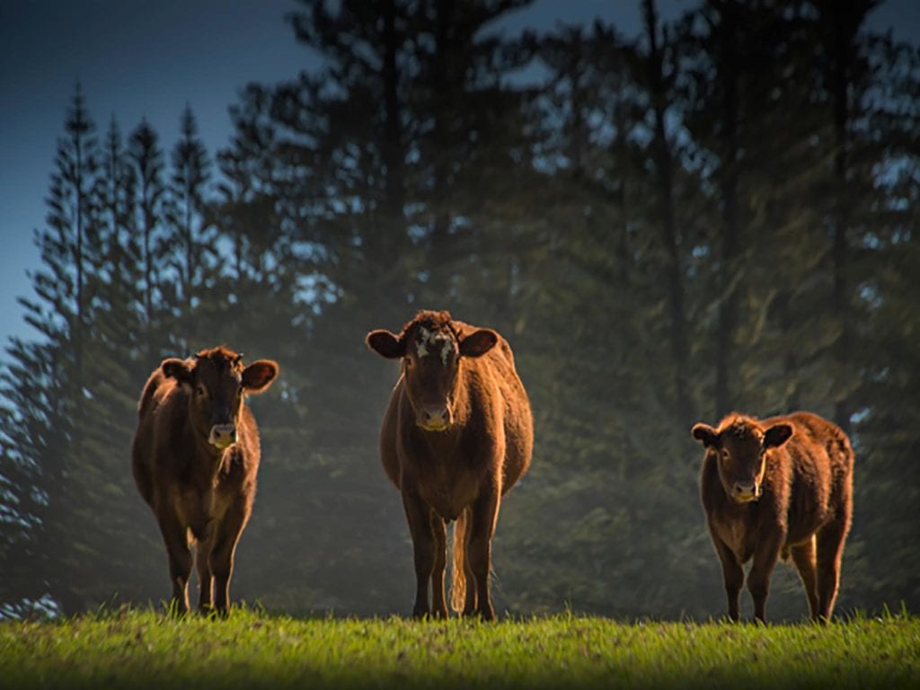 Norfolk Island Travel Centre Norfolk Cows