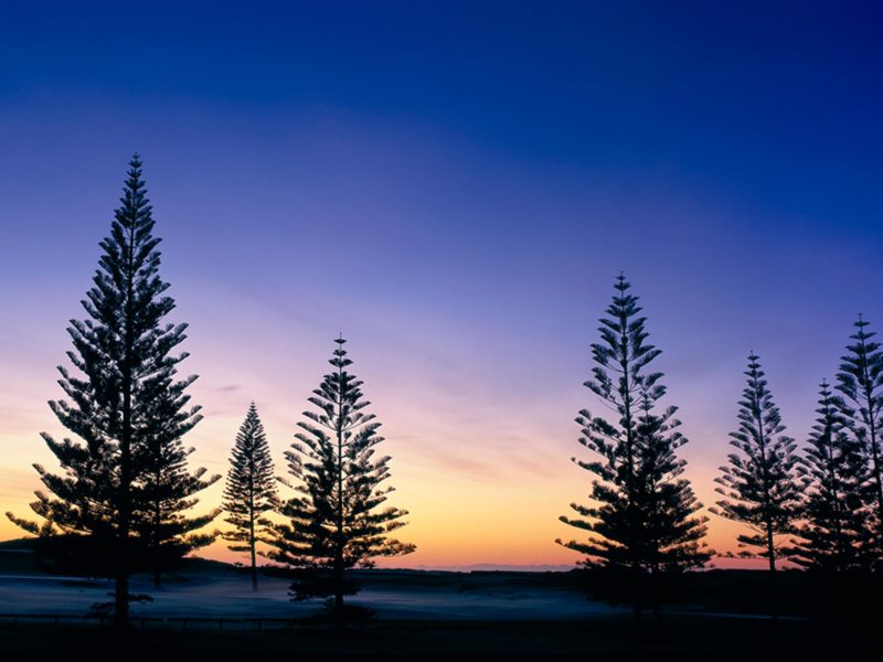 Norfolk Island Travel Centre Norfolk Pine Sunset