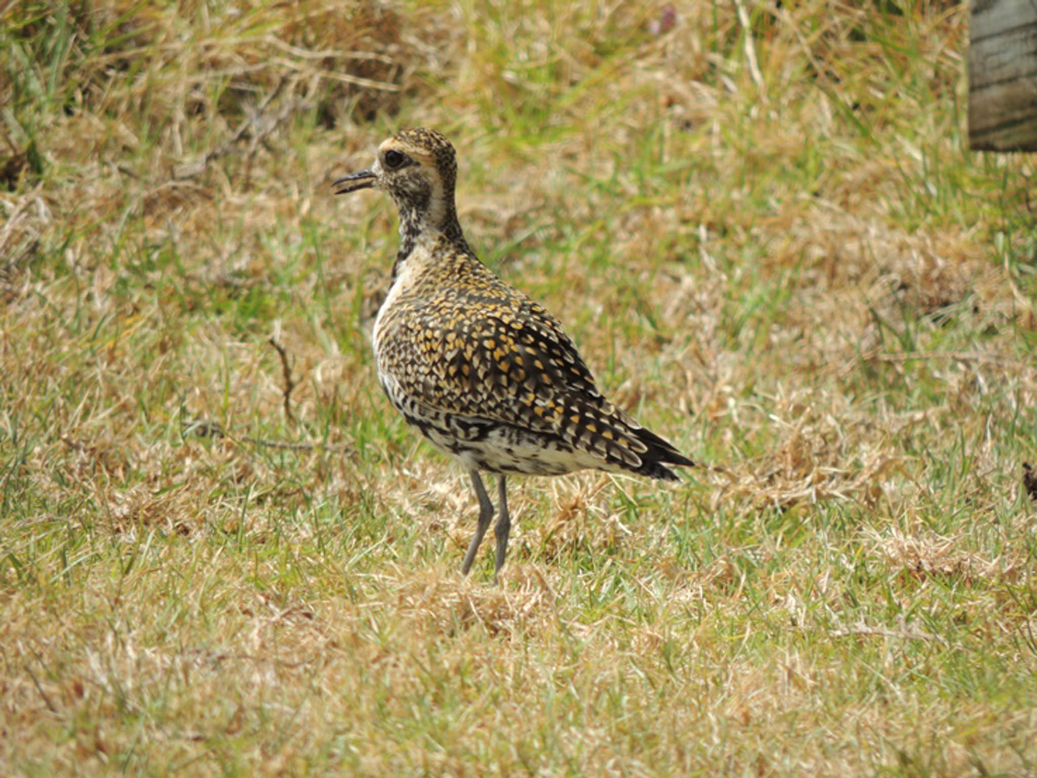 Norfolk Island Travel Centre Margaret Christian Norfolk Island Bird Week 2