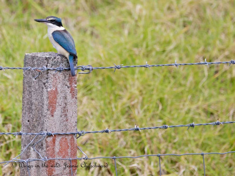 Norfolk Island Travel Centre Norfolk Island Bird Week 3
