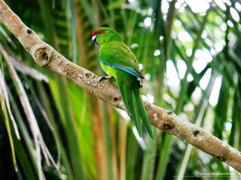 Norfolk Island Travel Centre Norfolk Island Bird Week Ashley King Green Parrot