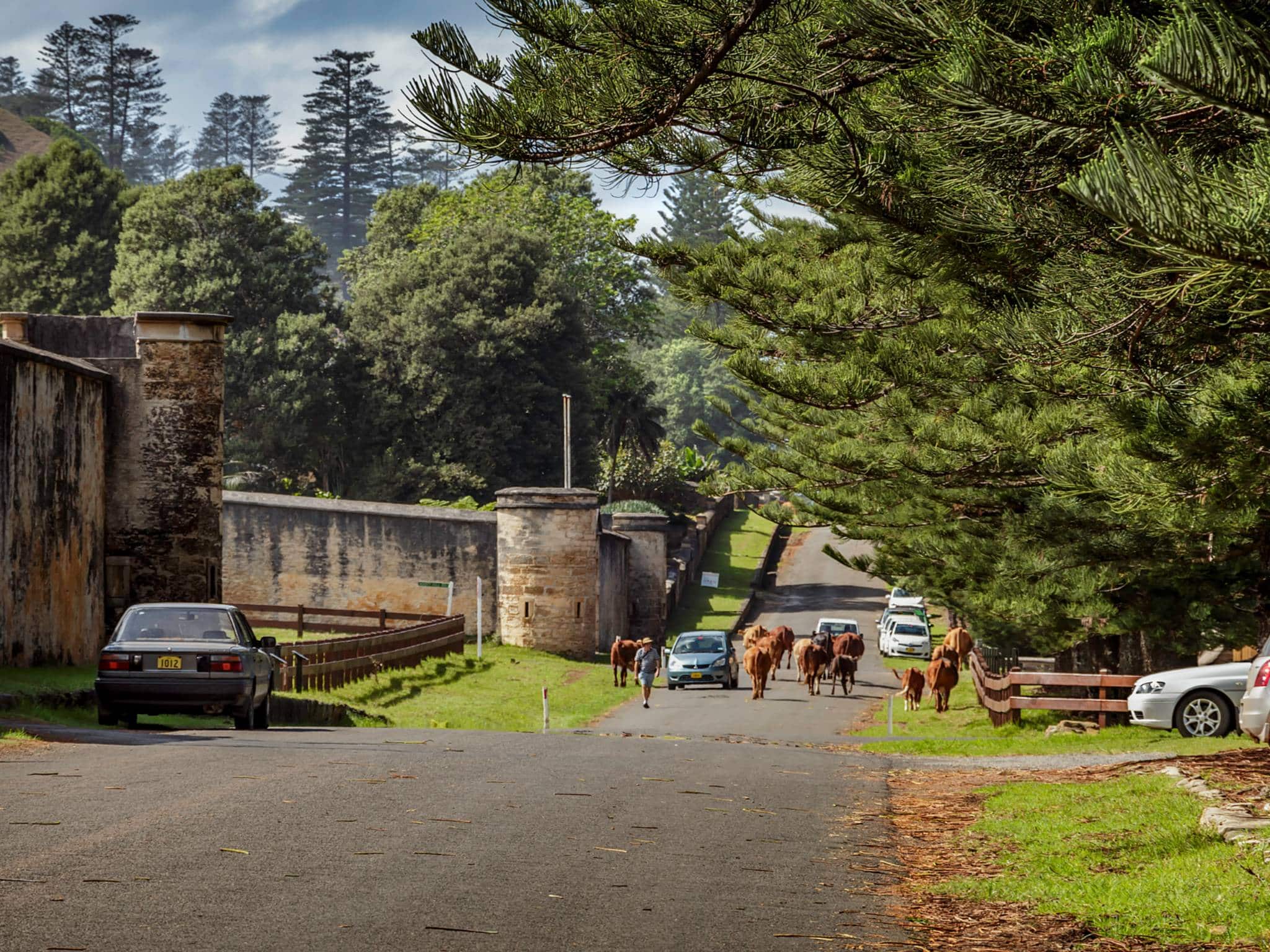 IMG 4441 Cows In Quality Row IMG CREDIT Julie Hartwig