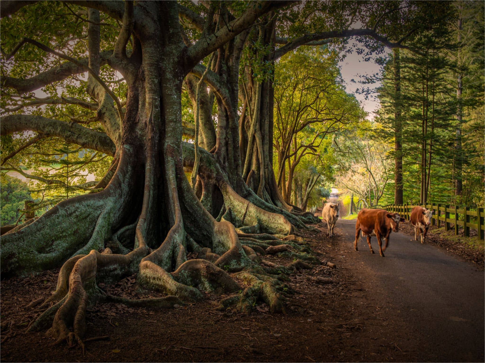 Ian Rolfe Norfolk Island Australasia 180815 NSW 0975