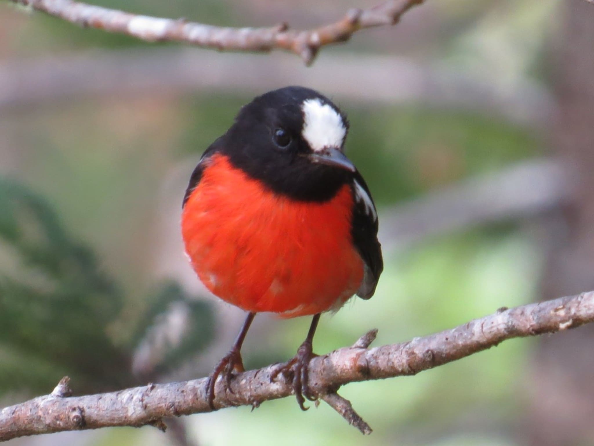 1 Pacific Robin @ Norfolk Is. Web