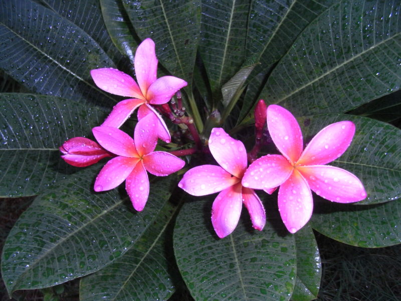 Pink Frangipani