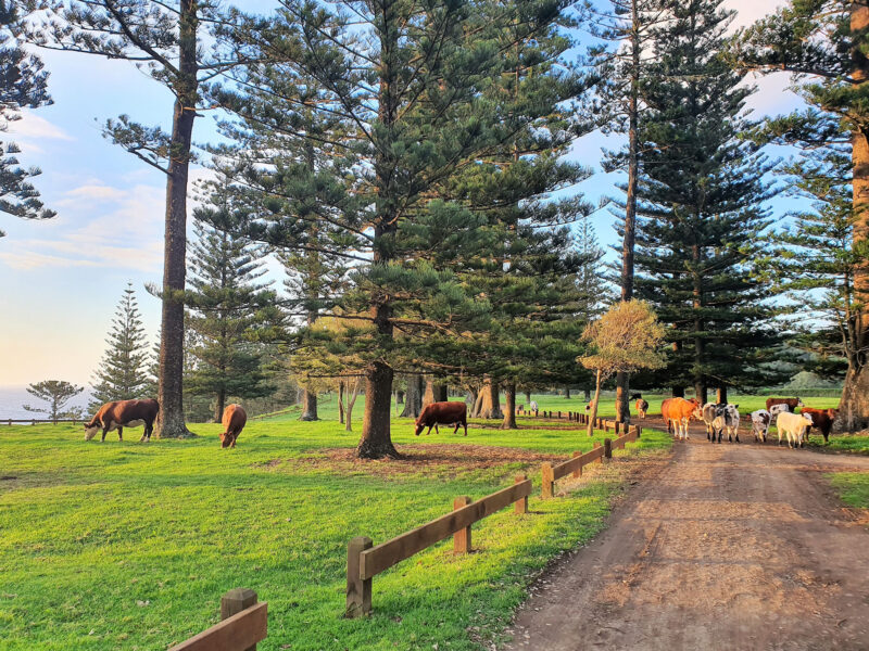 Cows on Norfolk Island during 2023 Qigong Retreat