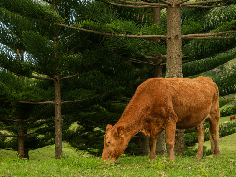 Norfolk Island HERO Medium 1752 Cow 2048x1536