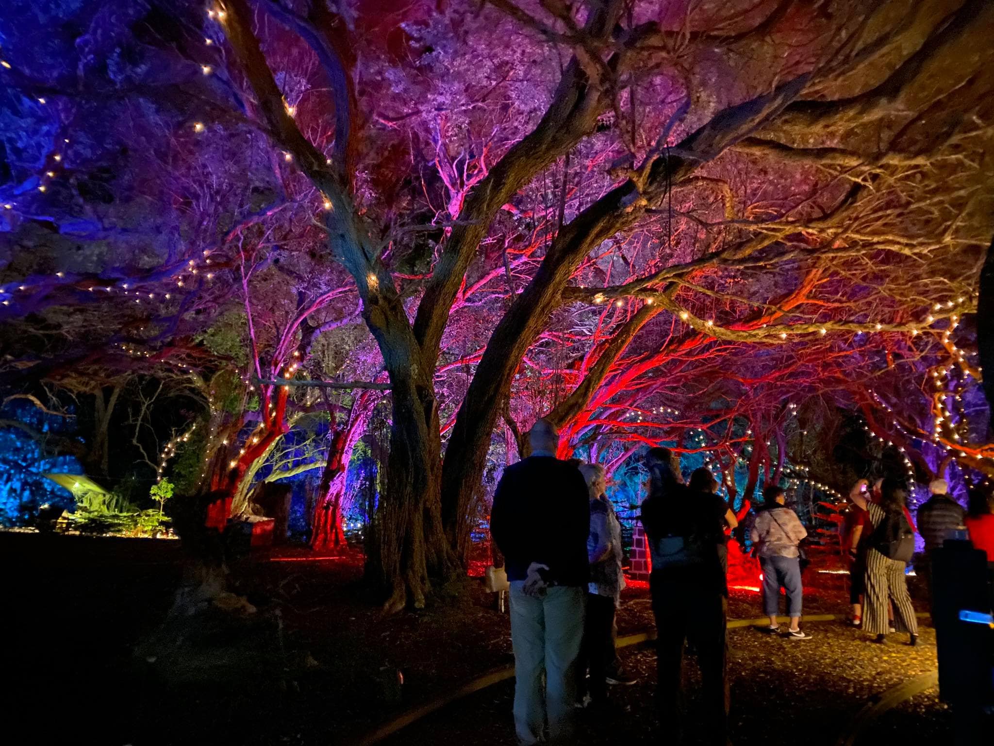 Wonderland By Night Hayley Copy