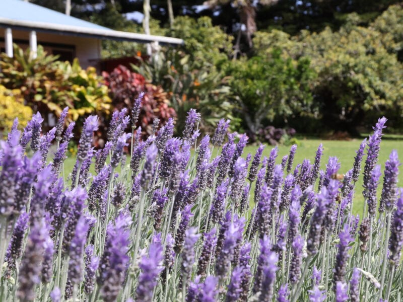 Trade Winds Country Cottages