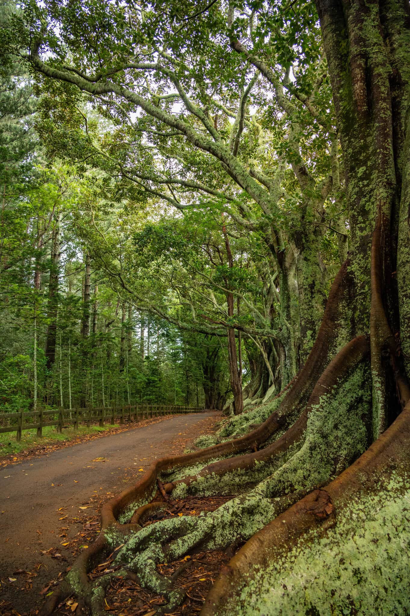 NLK Moreton Bay Figs 2